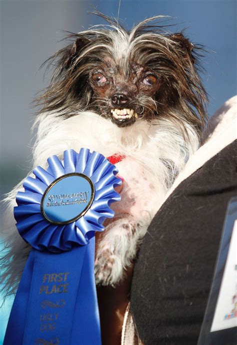 wild lagos.com|‘World’s ugliest dog’ is a long.